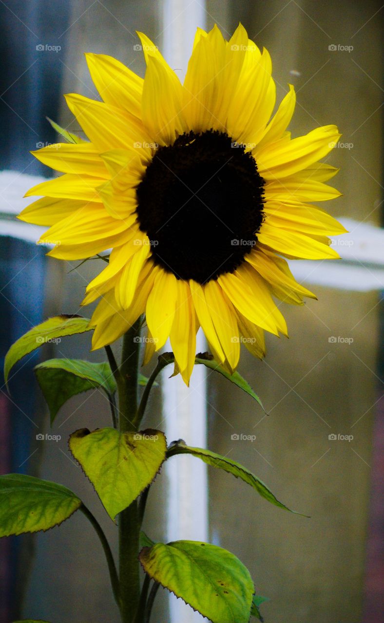 Beautiful colorful sunflower in bloom