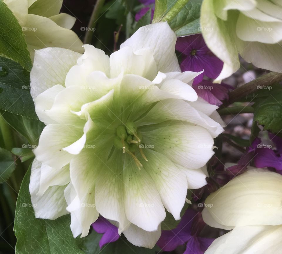 Beautiful white double hellebore flowering in the spring.