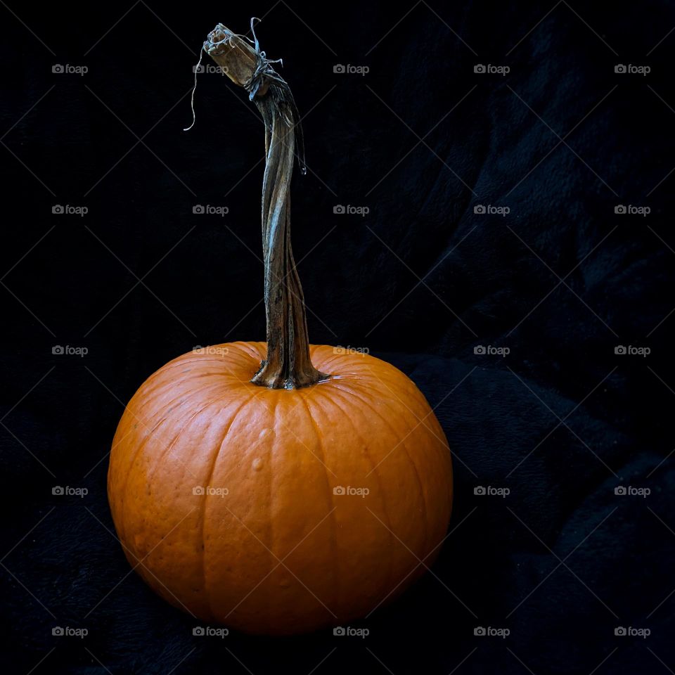 Pumpkin with a long stem