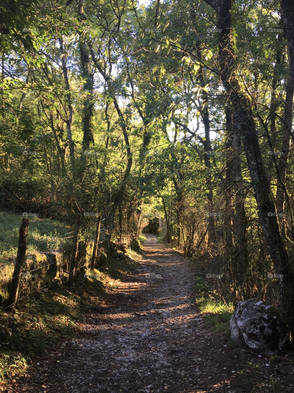 Natural evening light in woods