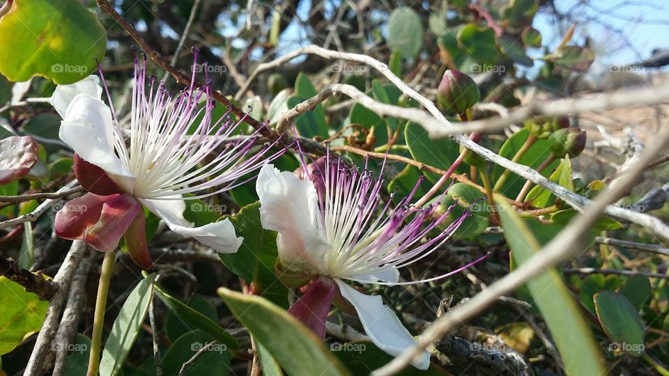 Wild caper plant in Malta