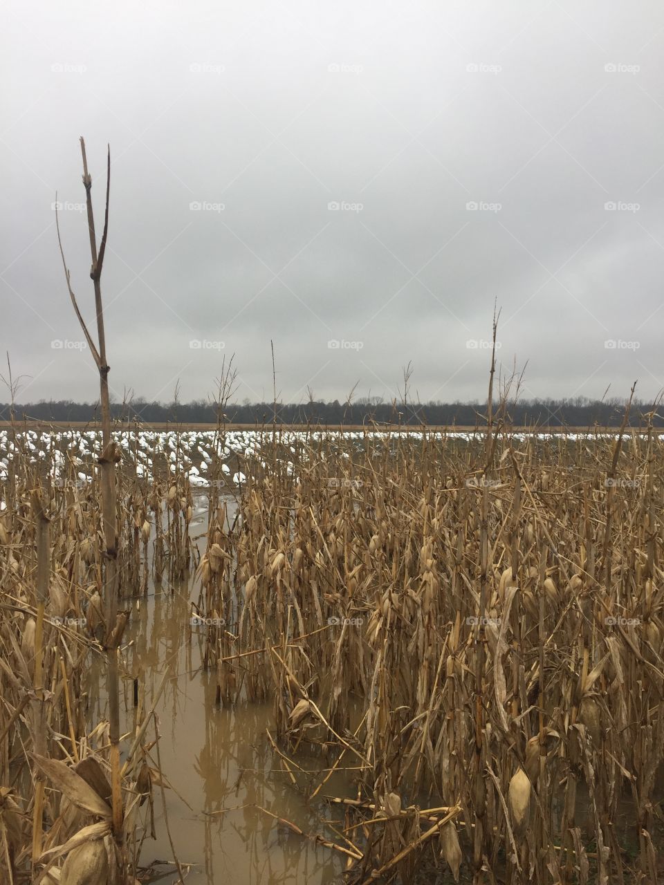 Corn field in the winter 