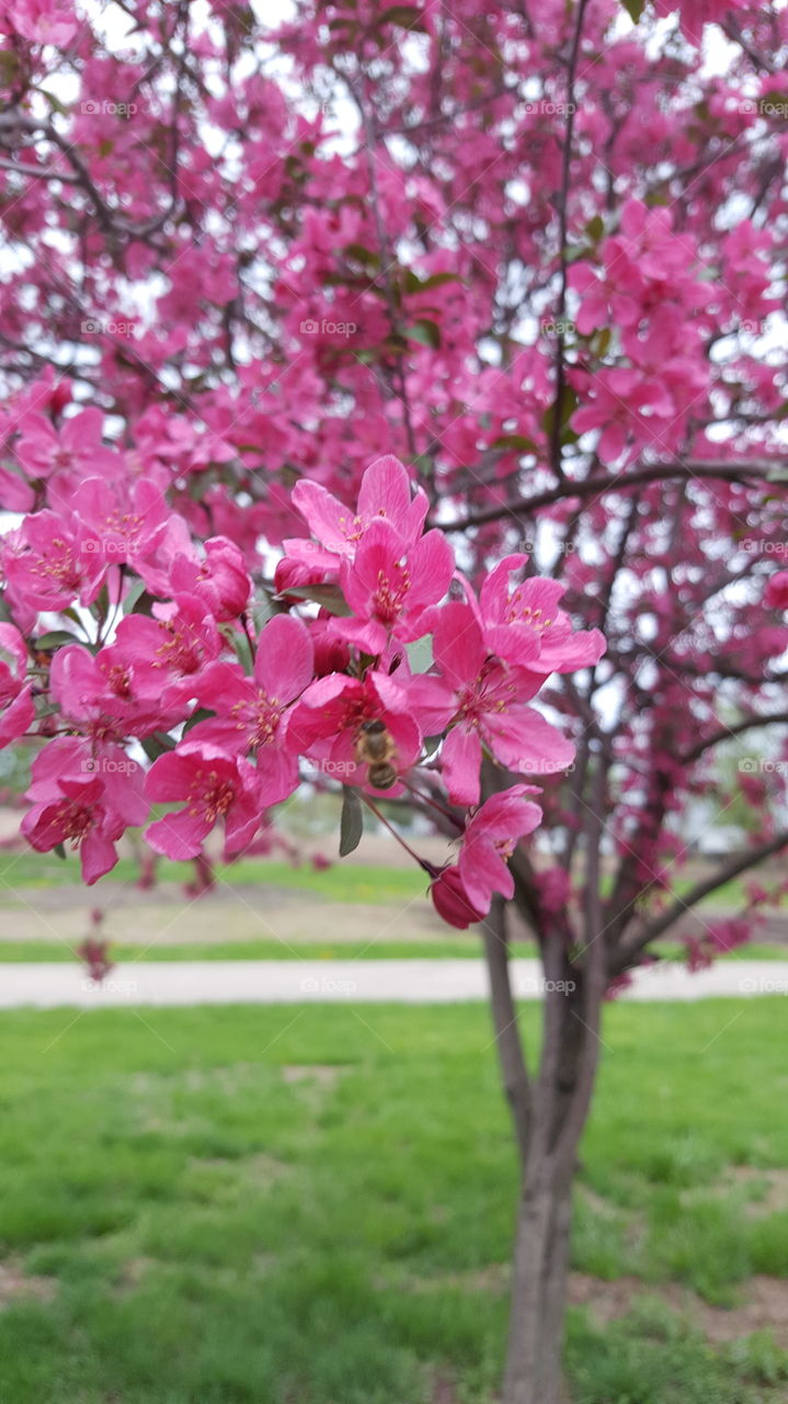 Bee on a flower tree