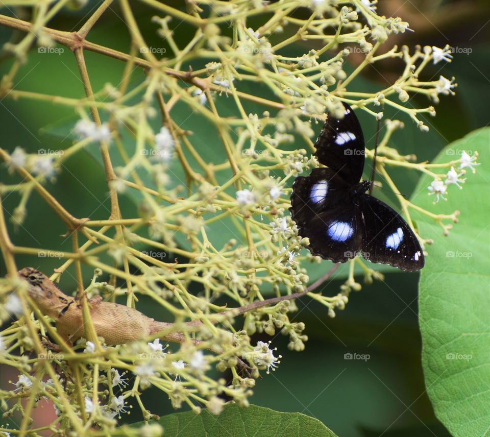 black butterfly with white spots