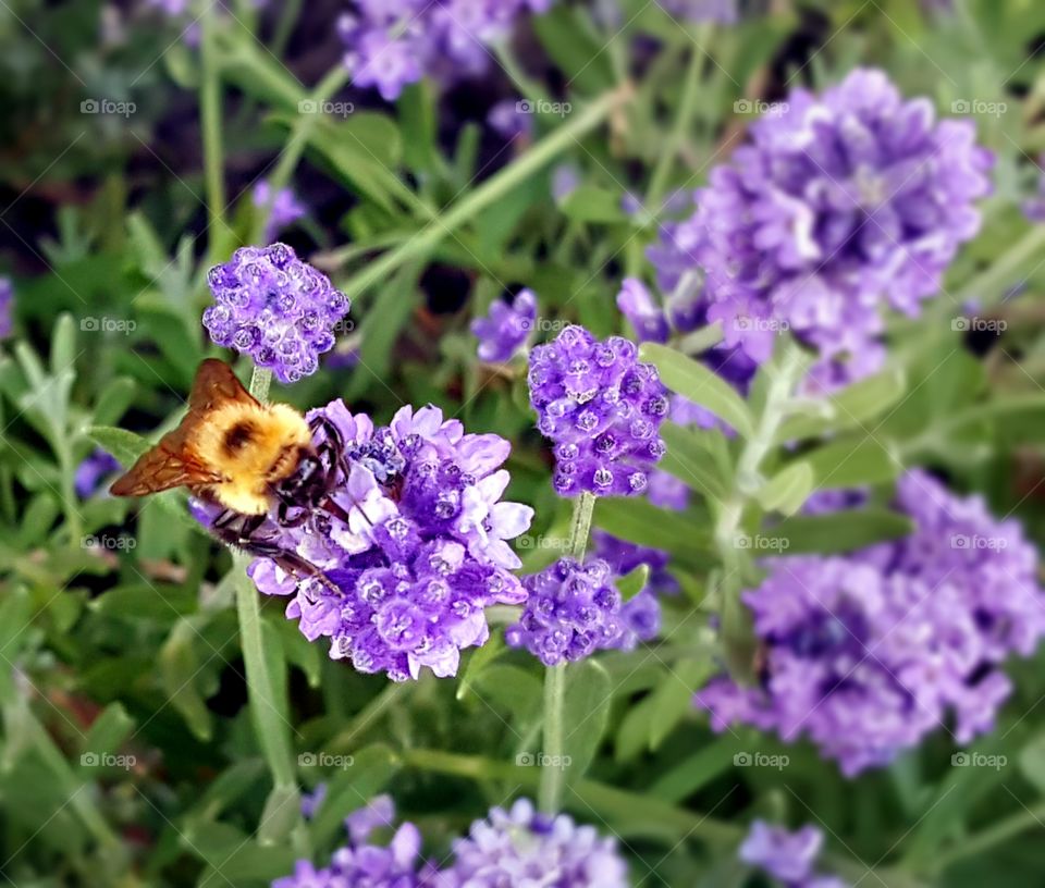 bee and lavendar