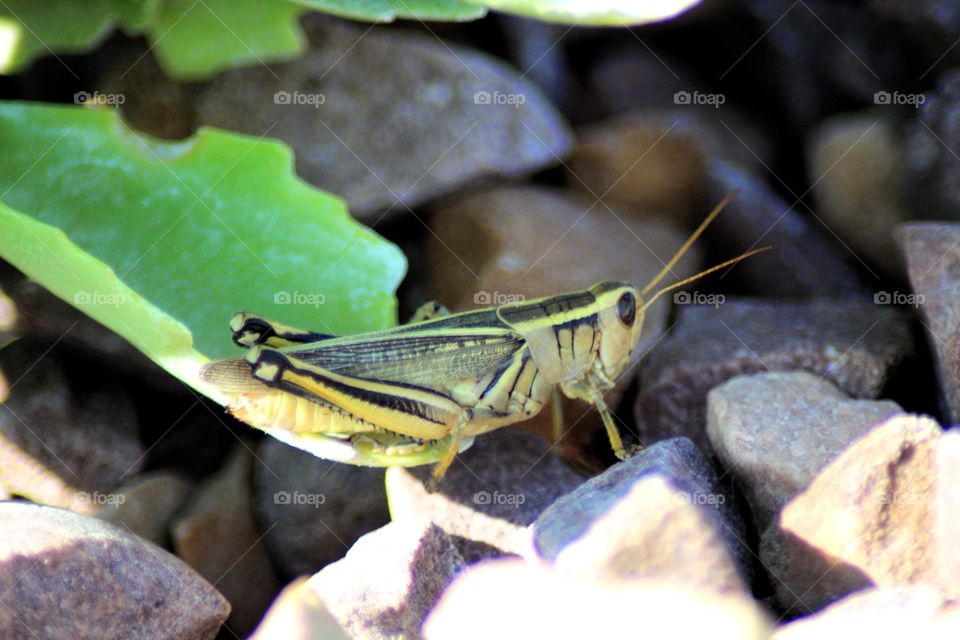 Grasshopper