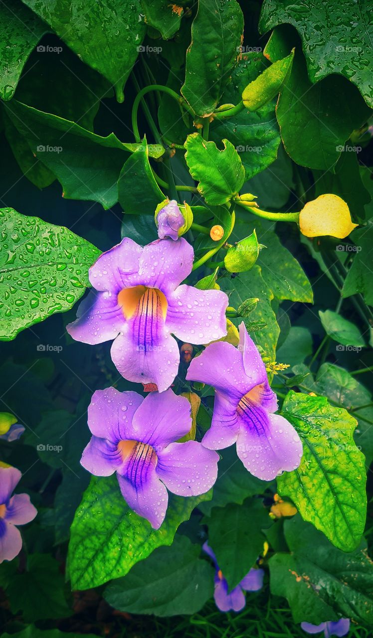 purple colour stories