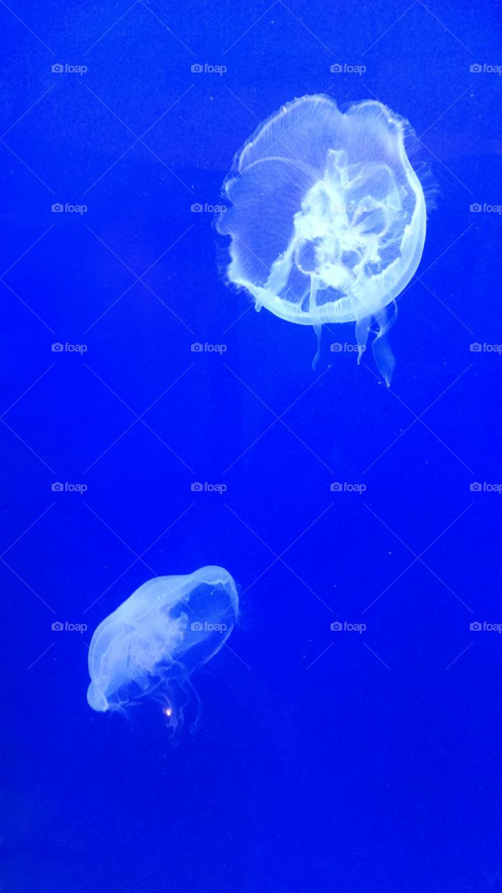 Jellyfish. Taken at Discovery World in Milwaukee, WI