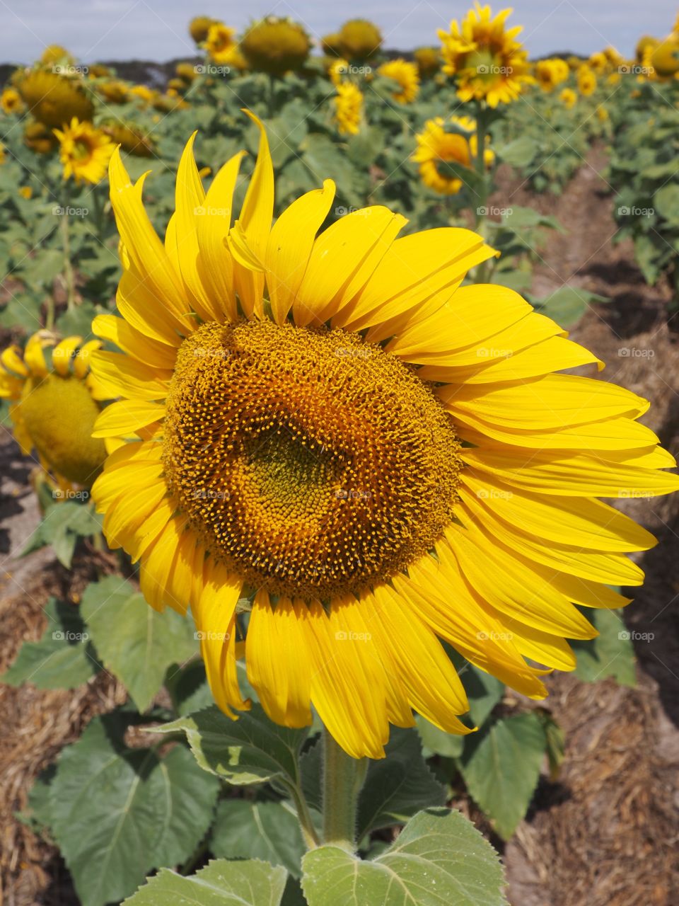 Happy sunflower !