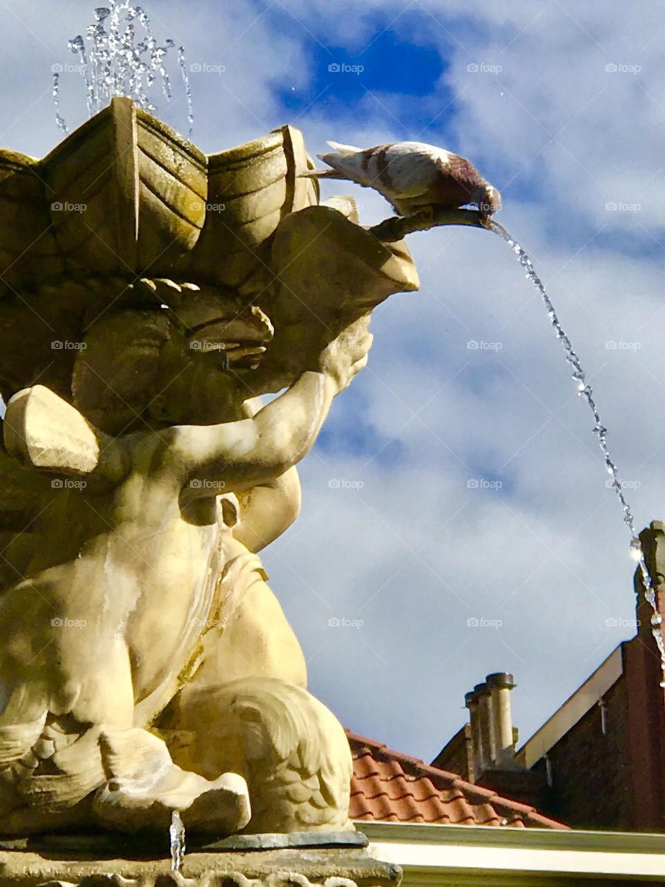 Dove Drinking from the fountain 