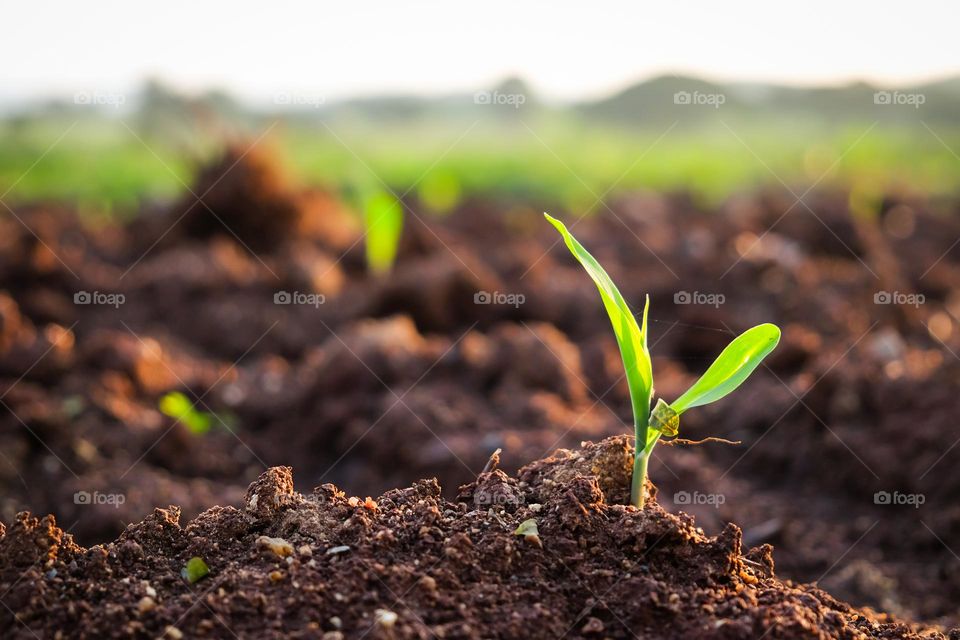 Growing from the ground 