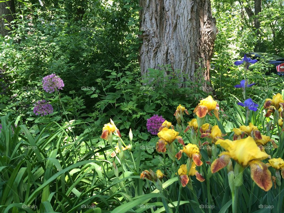 Peach iris. Front yard 1st bloomer