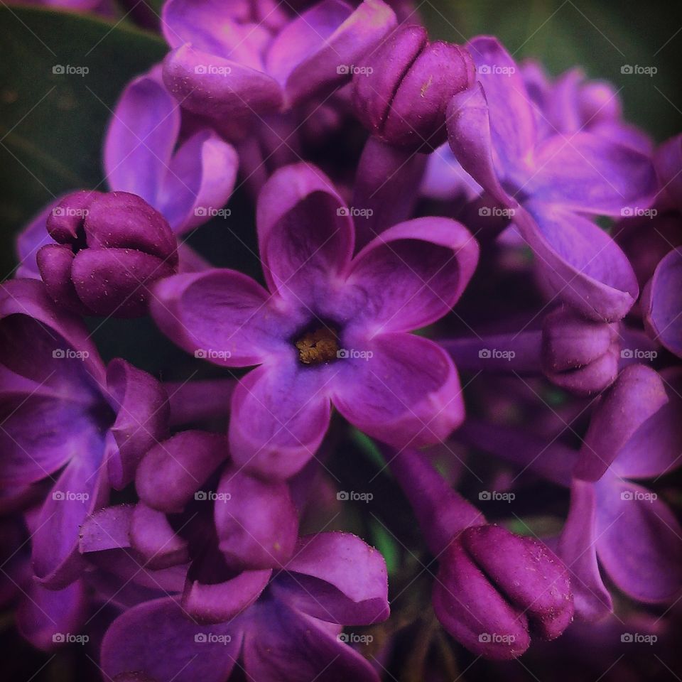 lilac with five petals