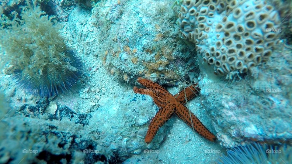 Red Starfish - Ilha Grande - R. Scuba Diving at Ilha Grande - RJ - Brasil