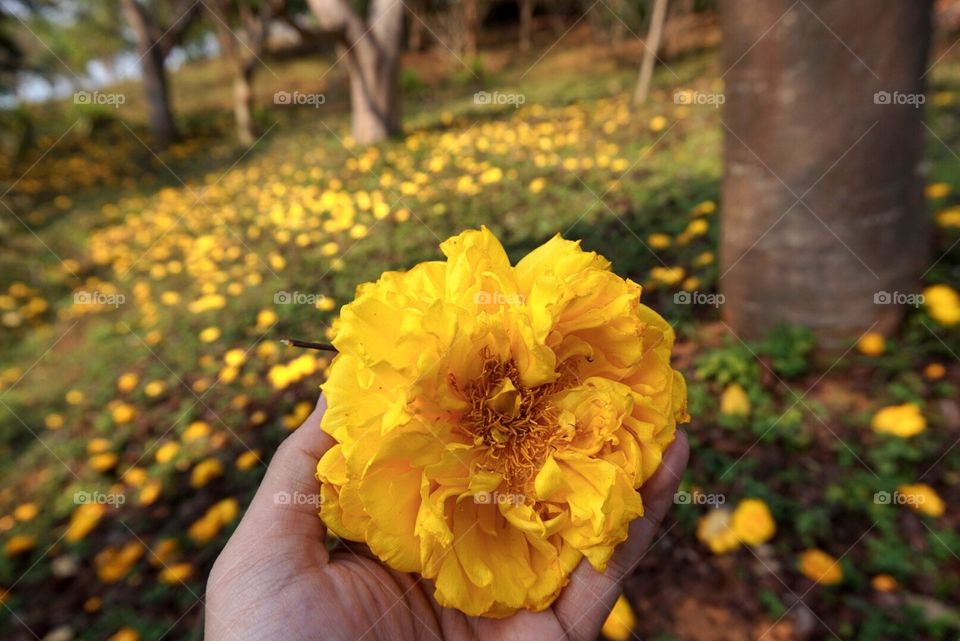 Yellow flower on hill