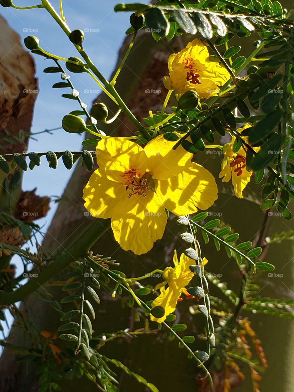 palo verde bloom