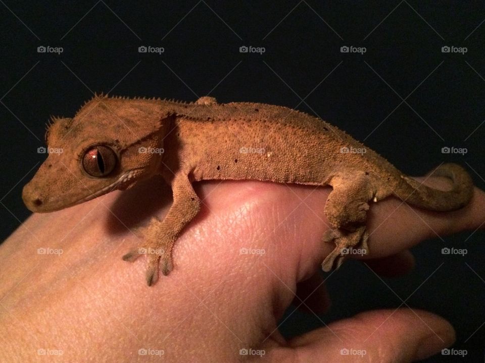 Crested Gecko