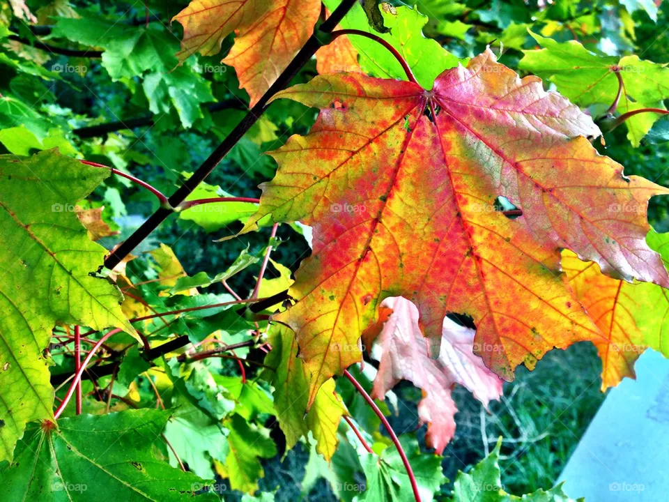 Fall