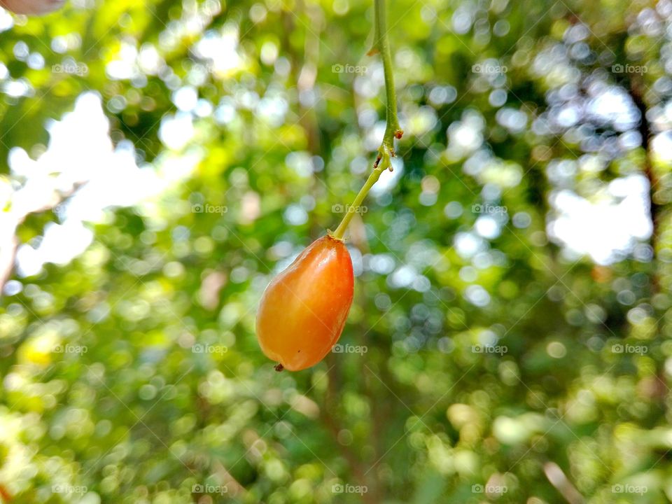 berry in macro