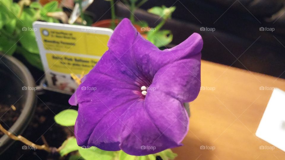 the color that you want to cling to. purple flower growing in my house