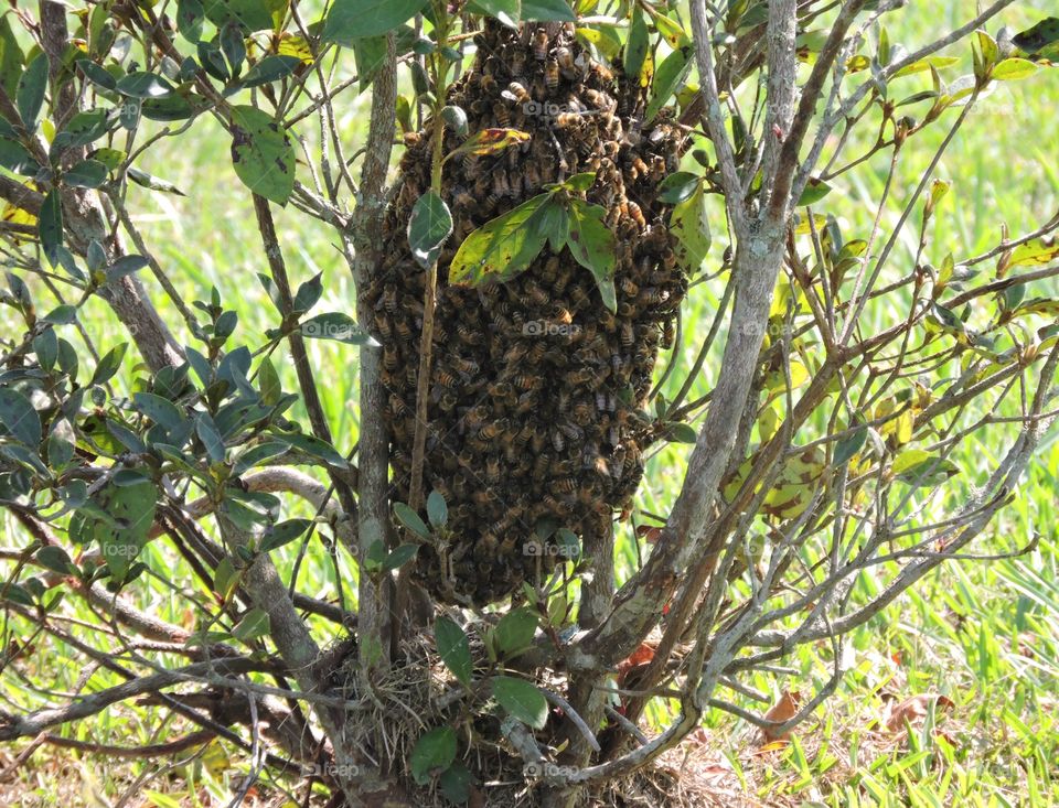Bee hive