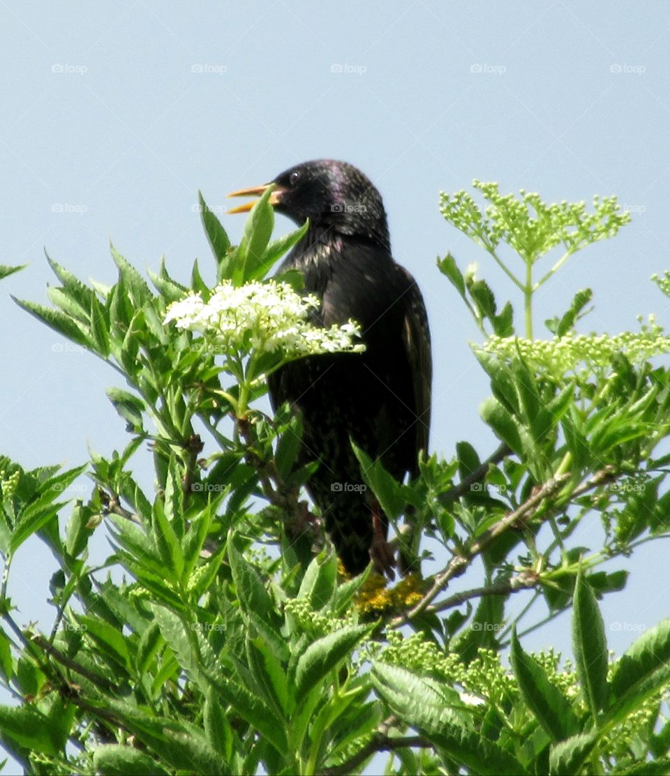 Starling