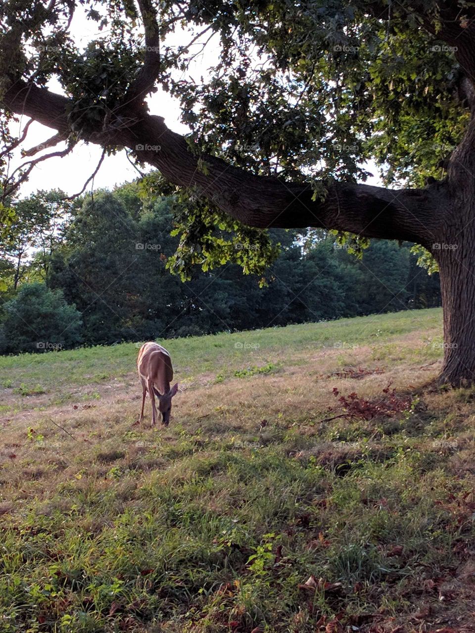 Deer around boston