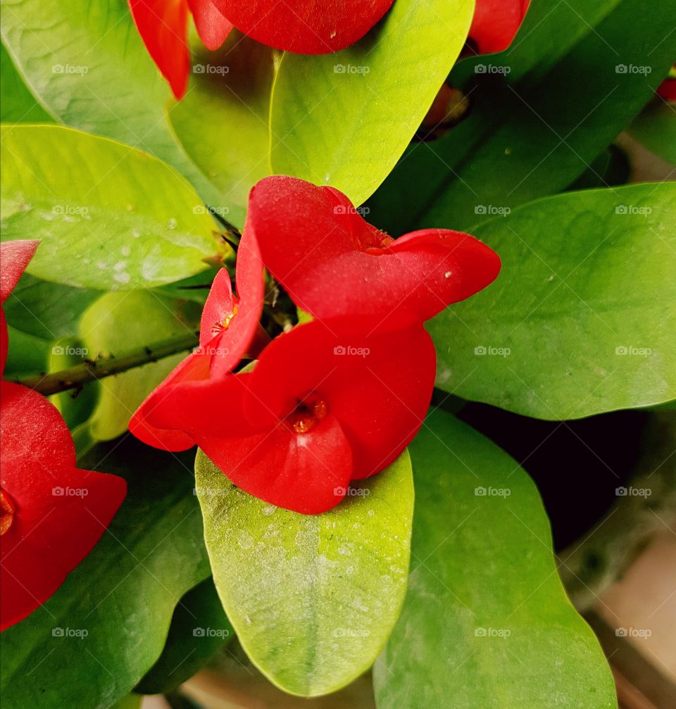 Poppy like Red flower on my garden