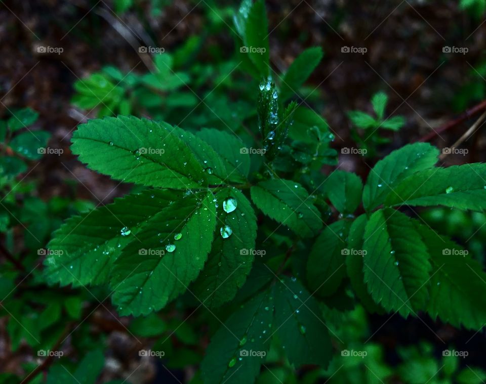 Bright, voluptuous dew drops sliding off the leafs during a refreshing rainfall