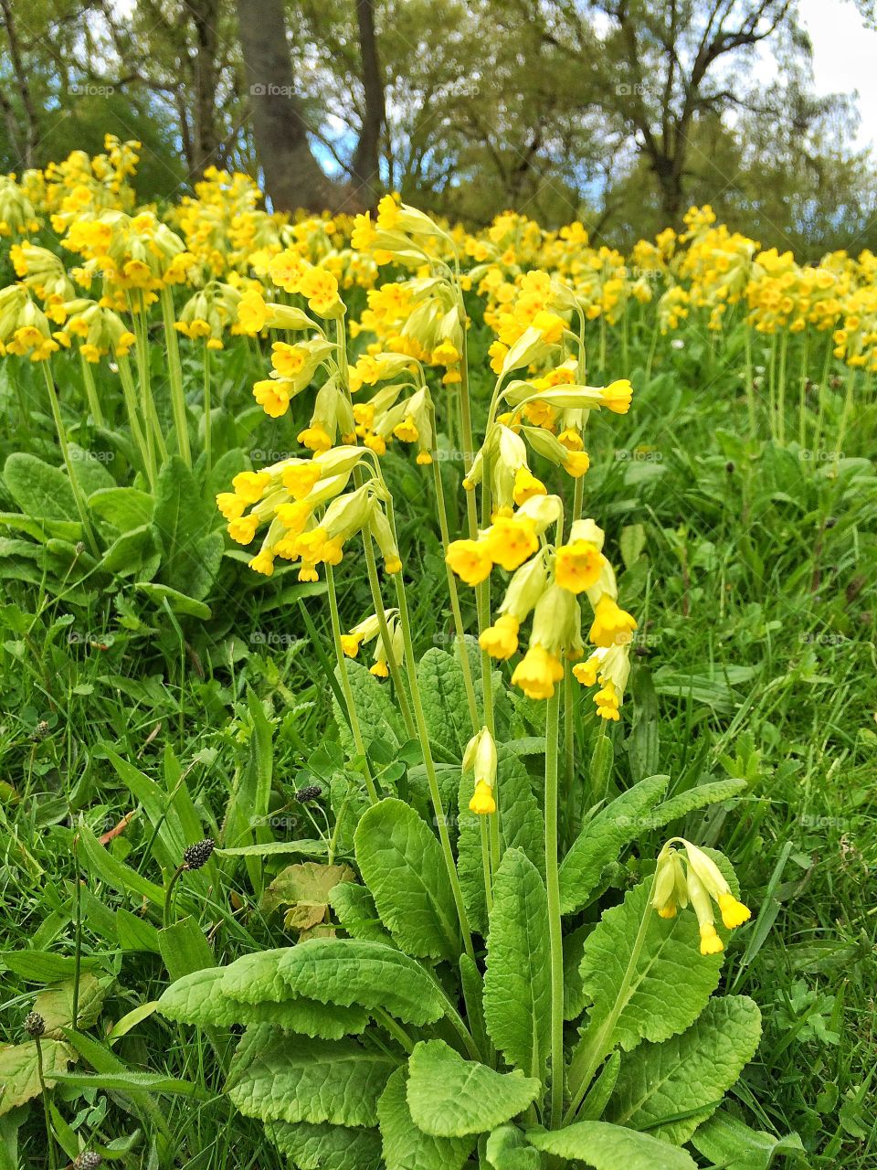 Yellow all around