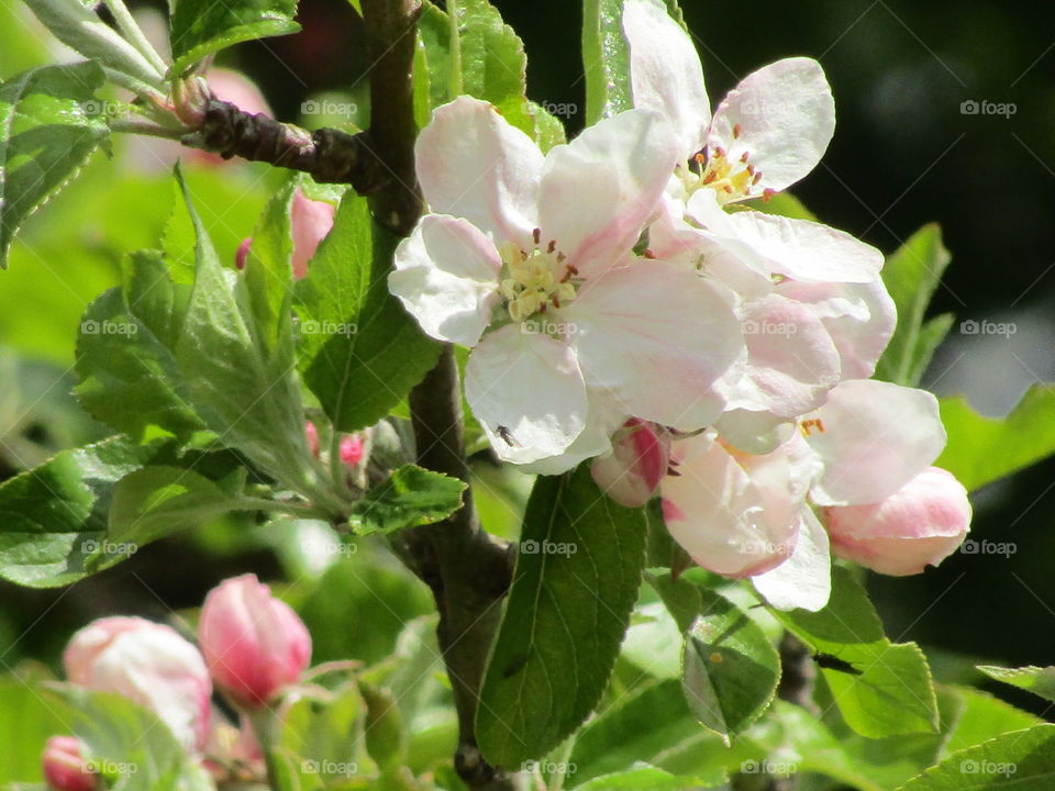 Apple blossom