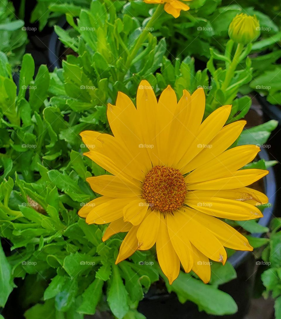 Yellow Daisy in the Garden