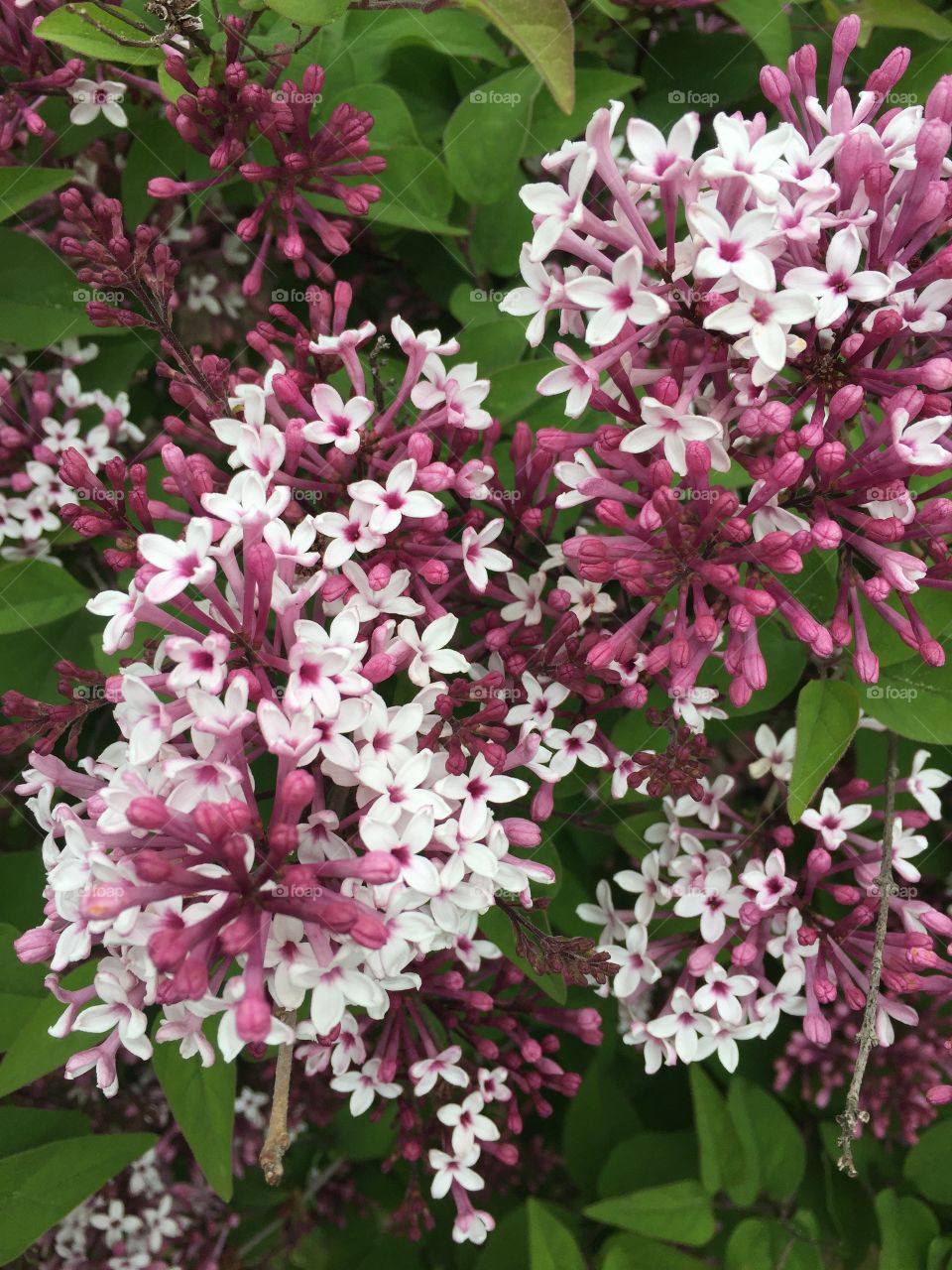 Lilacs in bloom 
Rochester NY