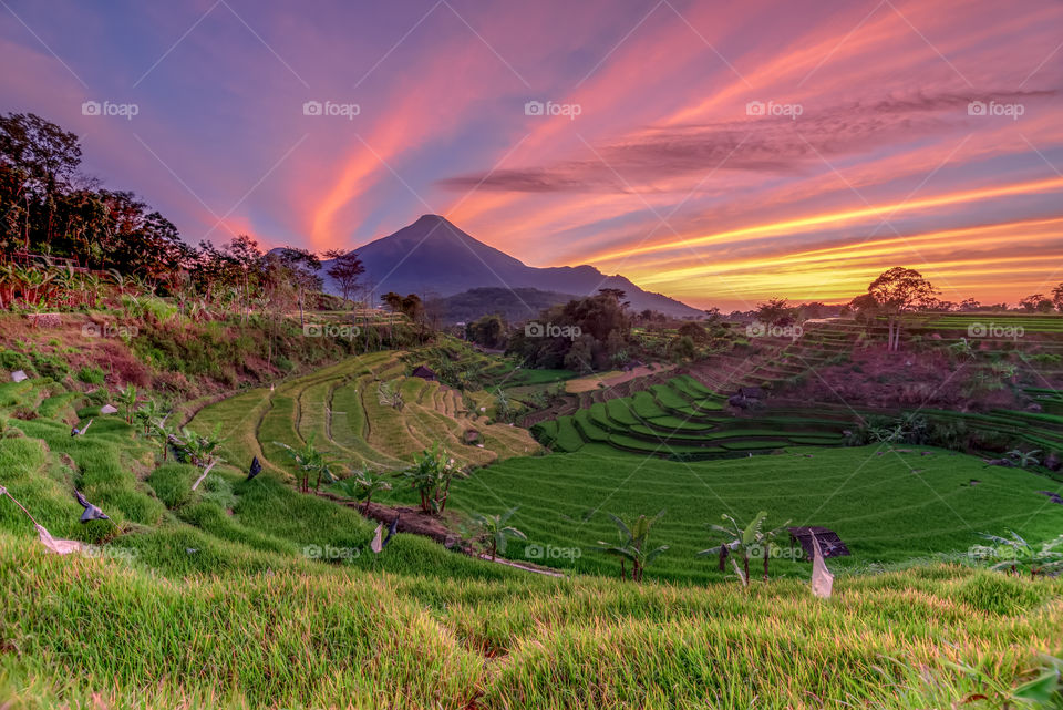 sunrise in rice terraces