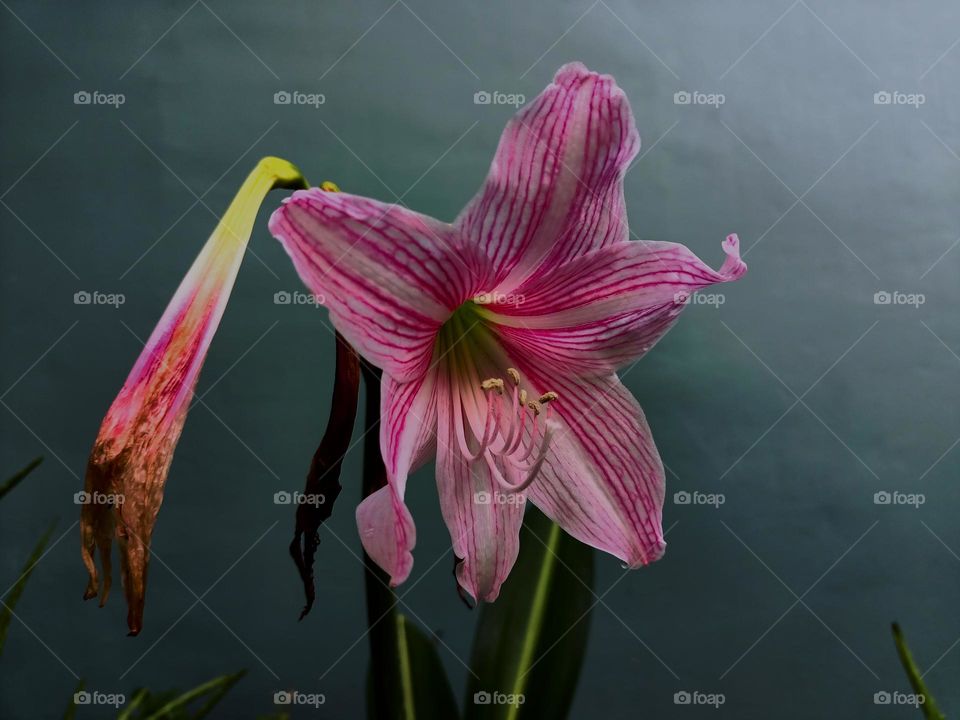 Amaryllis (Hipperastrum johnsonii) flowers are bloonimg in the garden