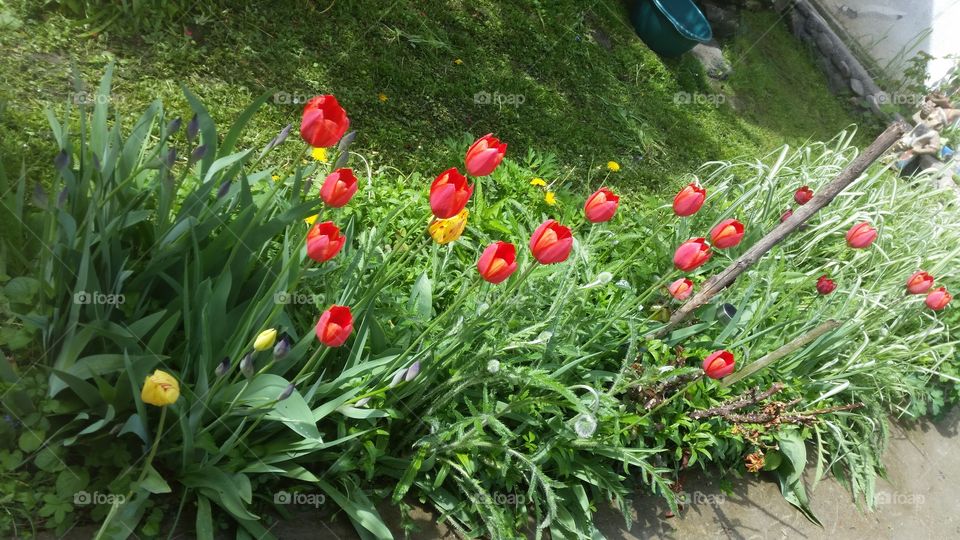 tulip flower