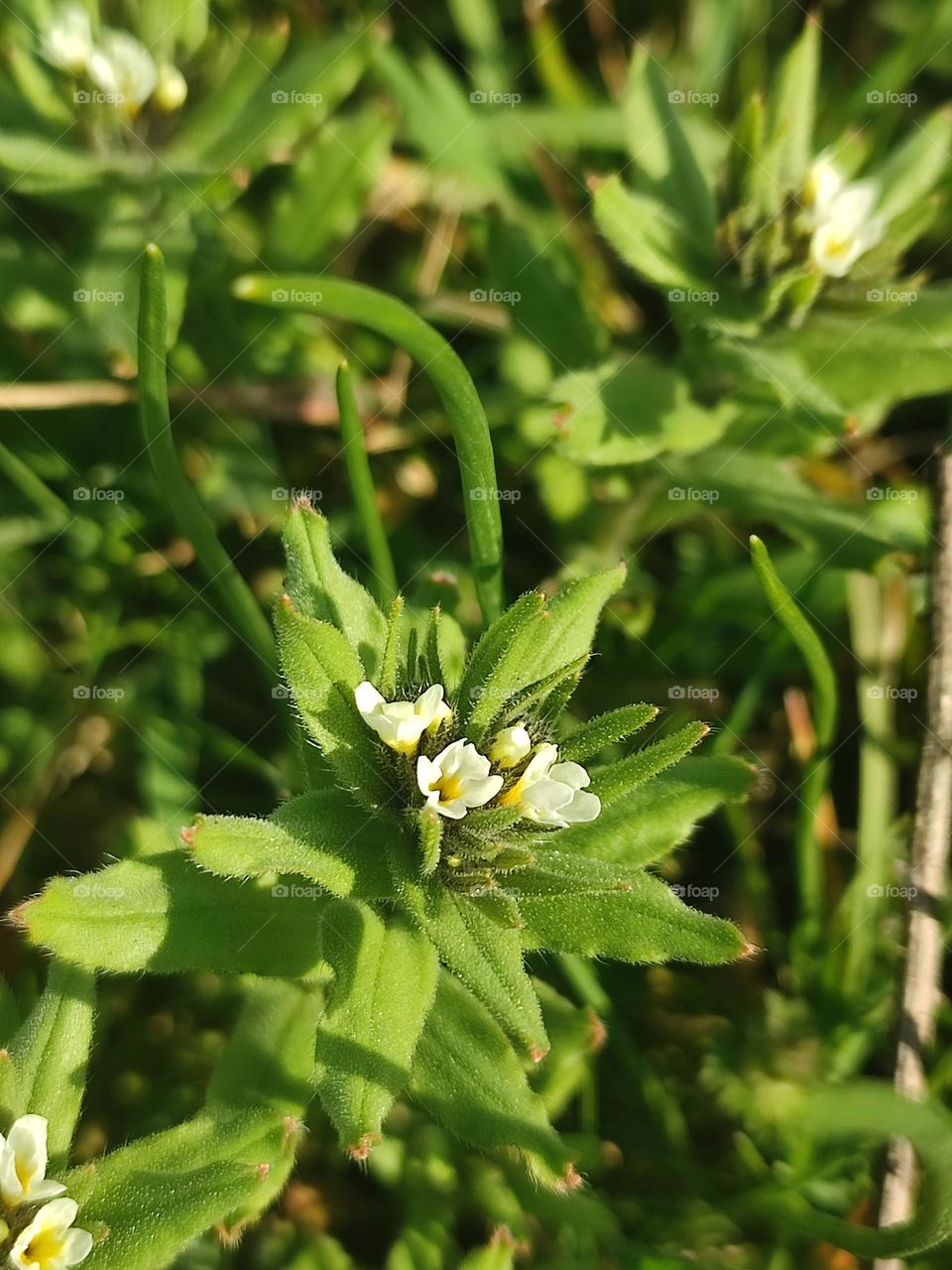 Tiny white flowers of spring plant Lithospermum arvense, spring flowers blooming, nature of Ukraine