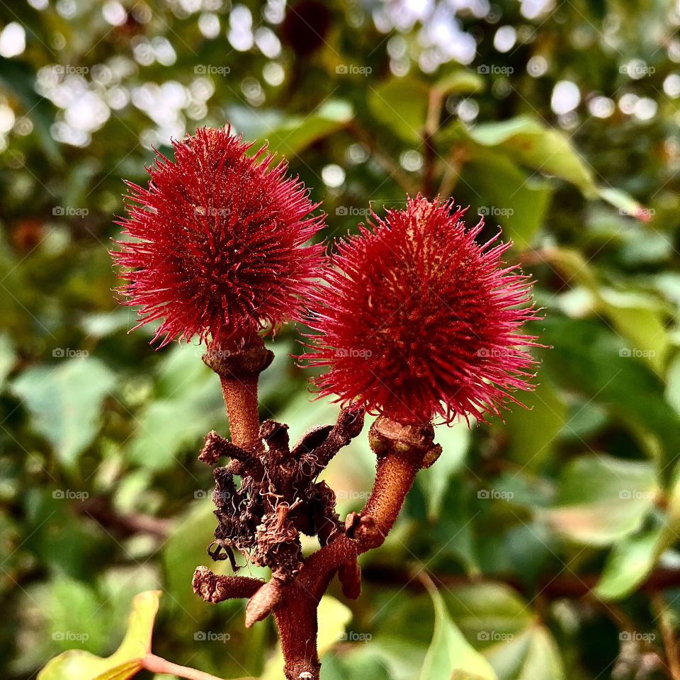 Annatto!  An exotic flower that abounds in Brazil, showing its beauty and all its coloring here. / Urucum! Uma flor exótica que abunda no Brasil, mostrando aqui sua beleza e toda a sua coloração. 