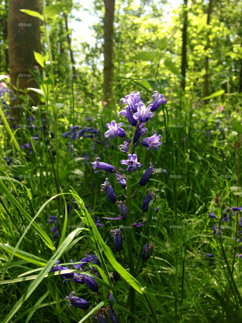 BLUEBELLS