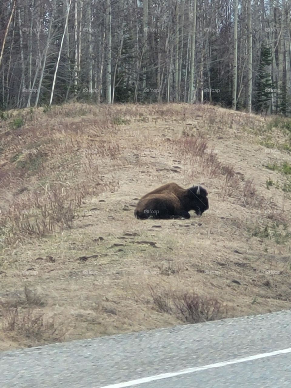 a bison seen in Canada