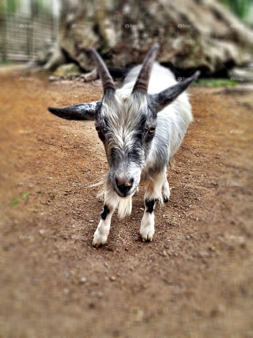 djur animal zoo goat by puckot44