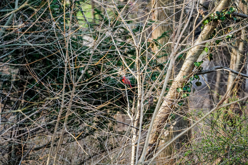 cardinal