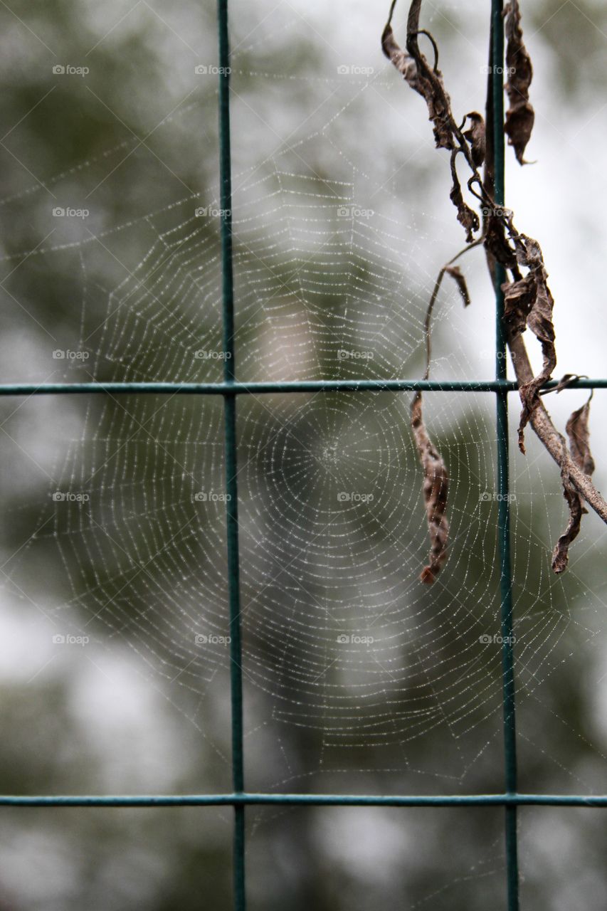 spiderweb on a mesh with dried leaves in winter