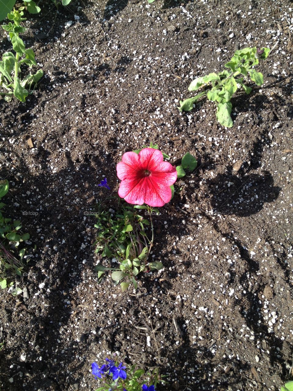 Single pink petunia 