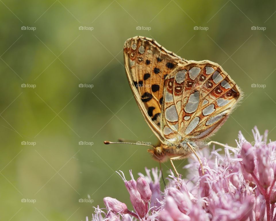 Ventral view of Queen of Spain fritillary