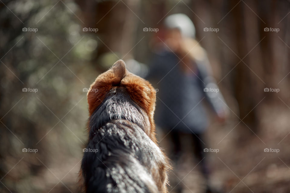 German shepherd 7-th months old puppy in a spring forest at sunny day