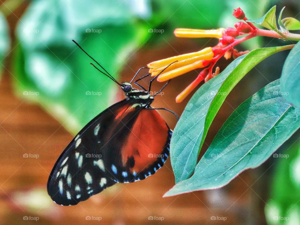 Tropical Rainforest Butterfly

