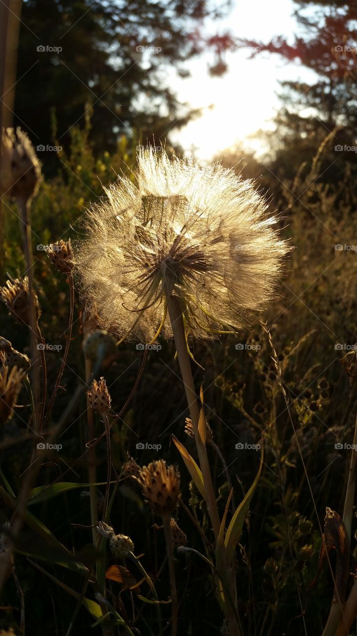 Big fuzzy weed.