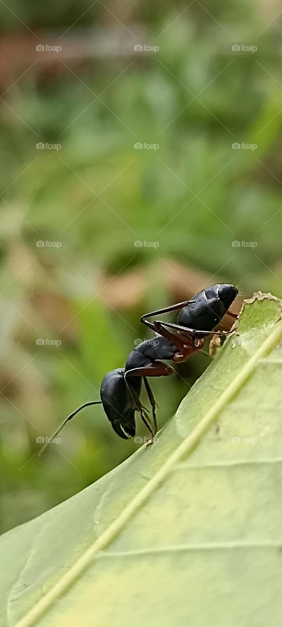 Big black ant in my garden in summer