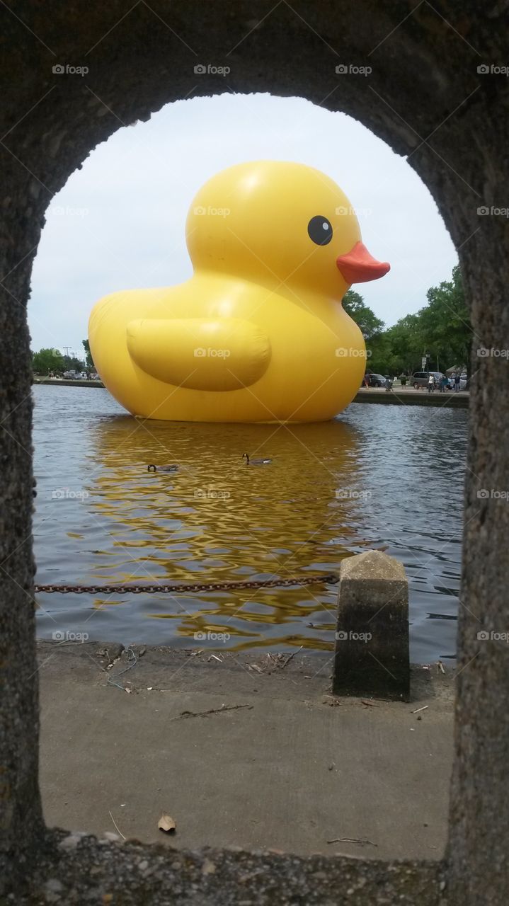 duck at the Hague
